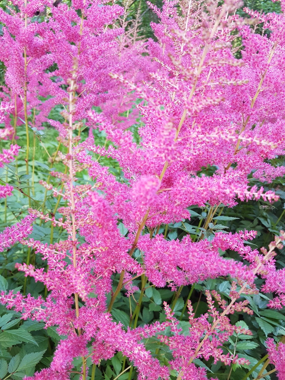 Flowers in blossom