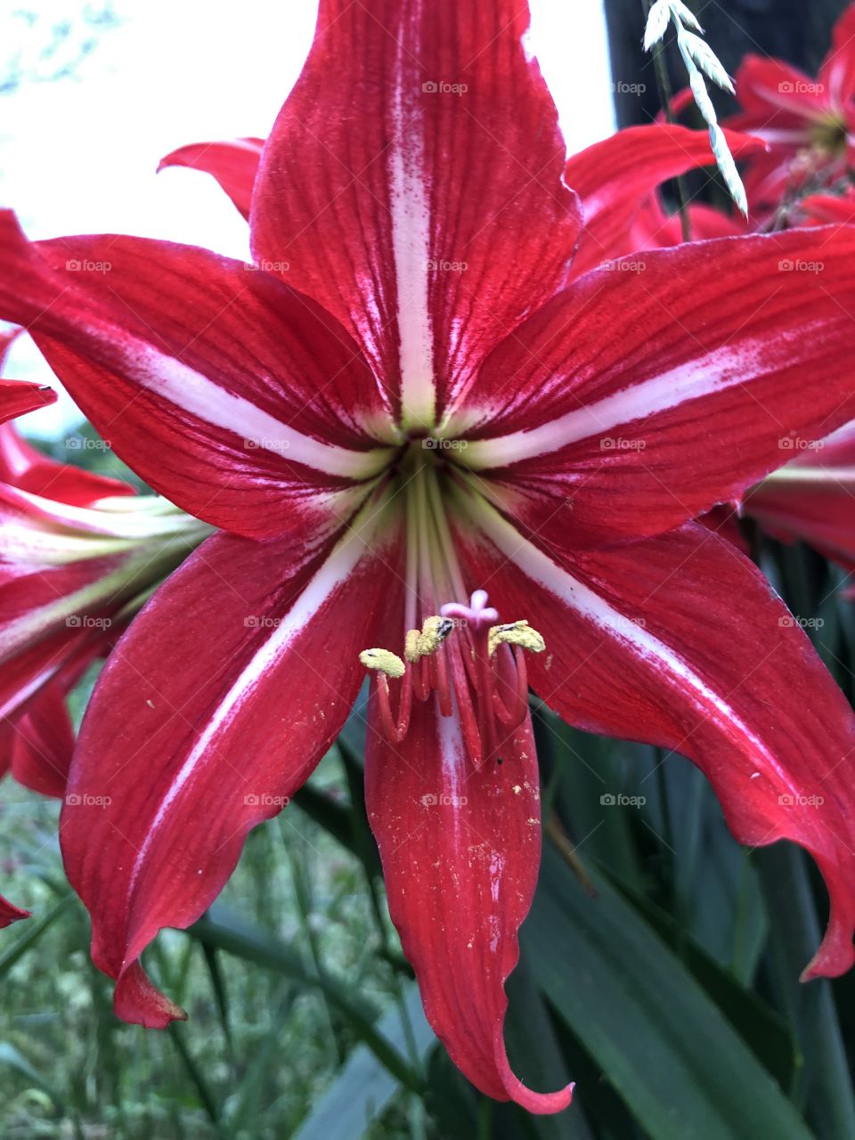 Red Amaryllis 