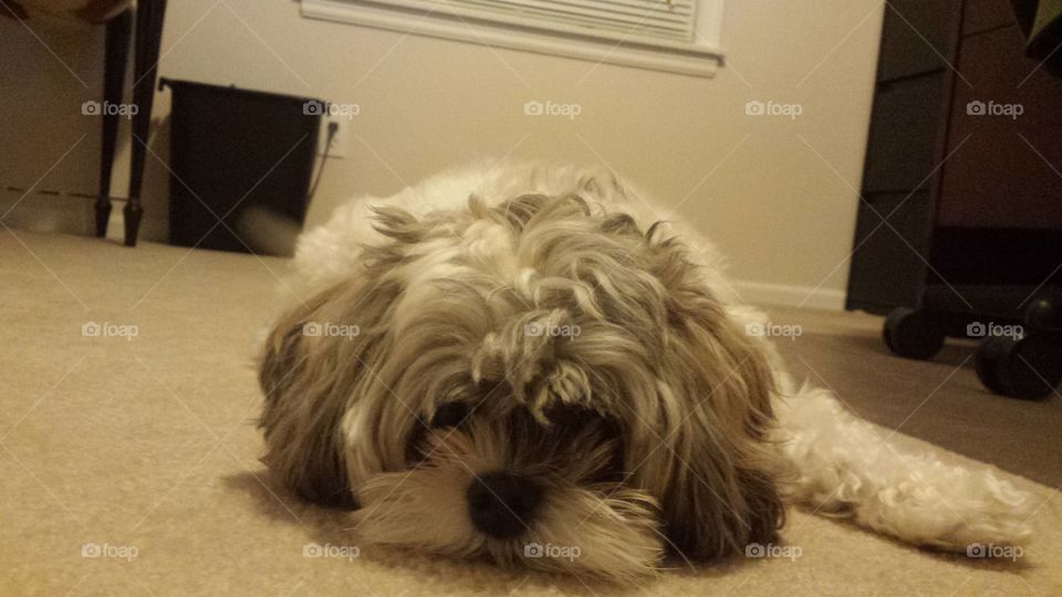 dog lay down cute love