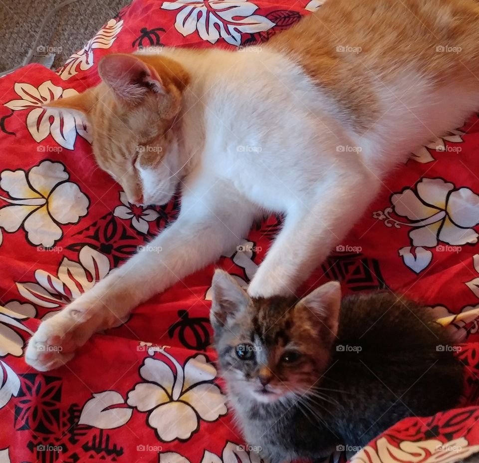 Banjo (orange and white) and Whiskers (tabby)