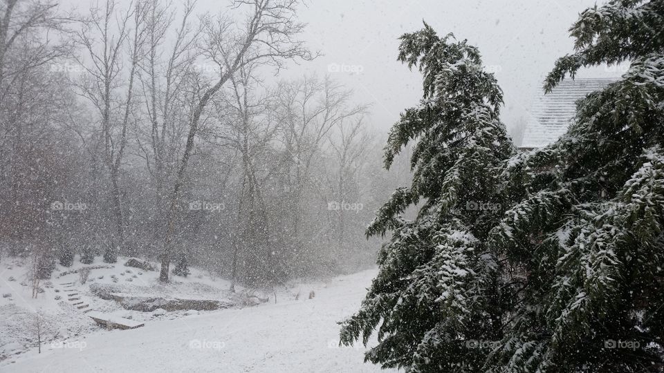 Cold winter day, with light snow covered ground, pine tree in foreground and sparce forest in back with light snow still coming down