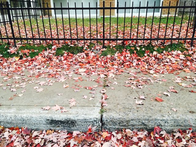 Autumn leaves 