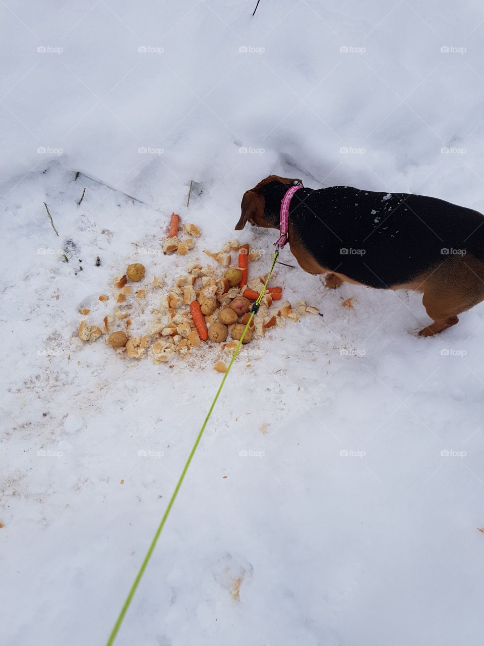dining area for deer and small birds