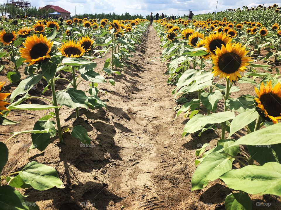 Sunflowers in full bloom reaching high to the sky 