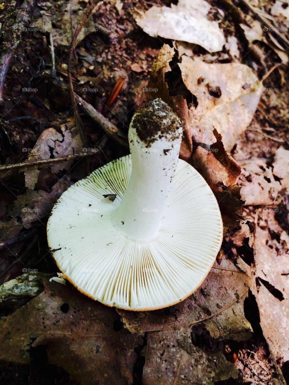 Upside down mushroom