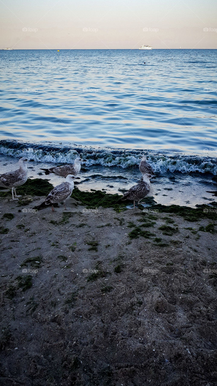 Seagulls at beach