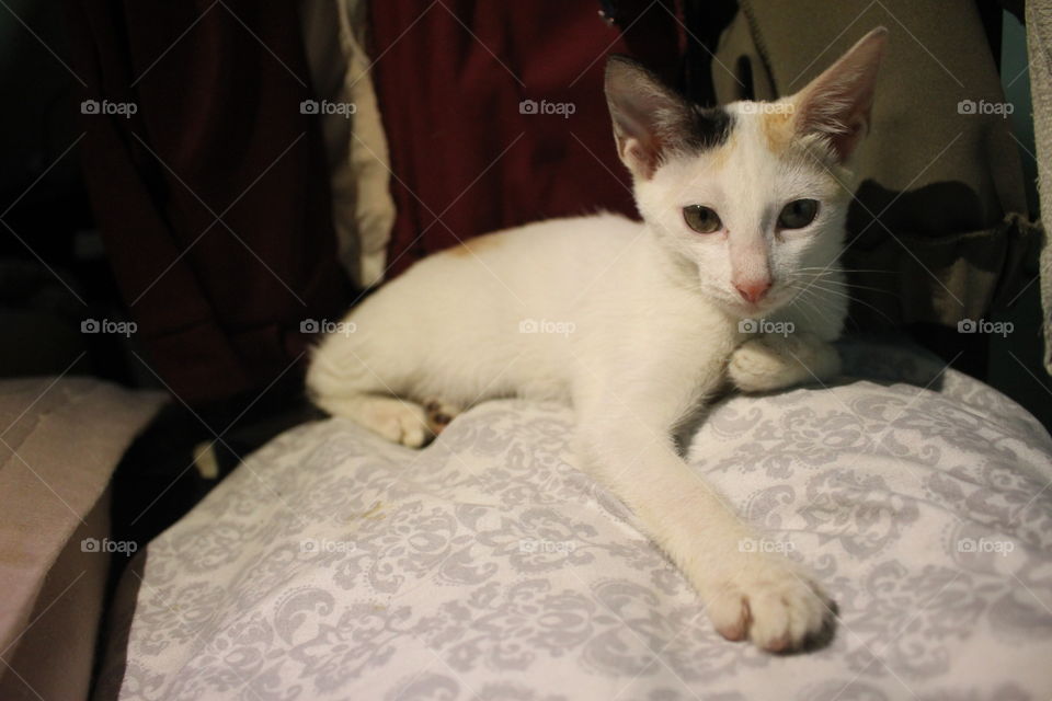 Pumba again resting on the pillow.
