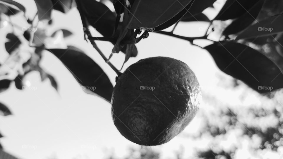 A Single Orange Hangs From A Branch And Isolated From The Silhouettes Of Blurred Leaves. Depth Of Field Black And White Photo.