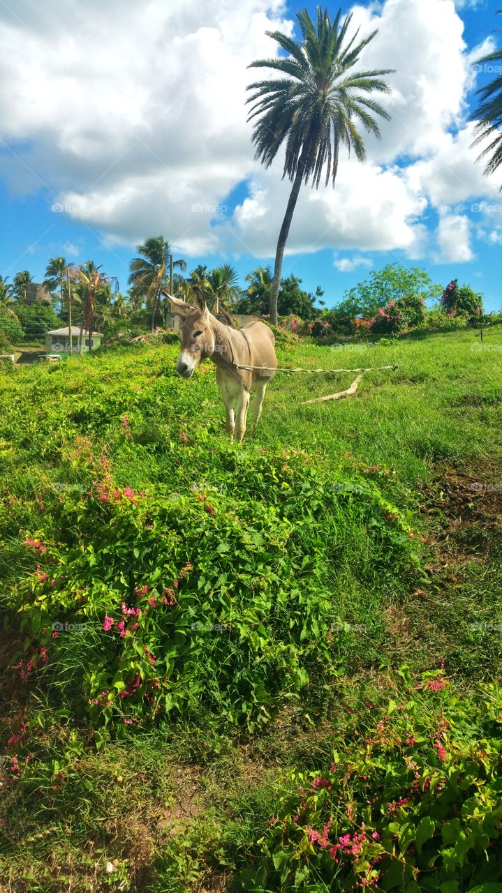 donkey..This poor donkey surrounded by tropical beauty
