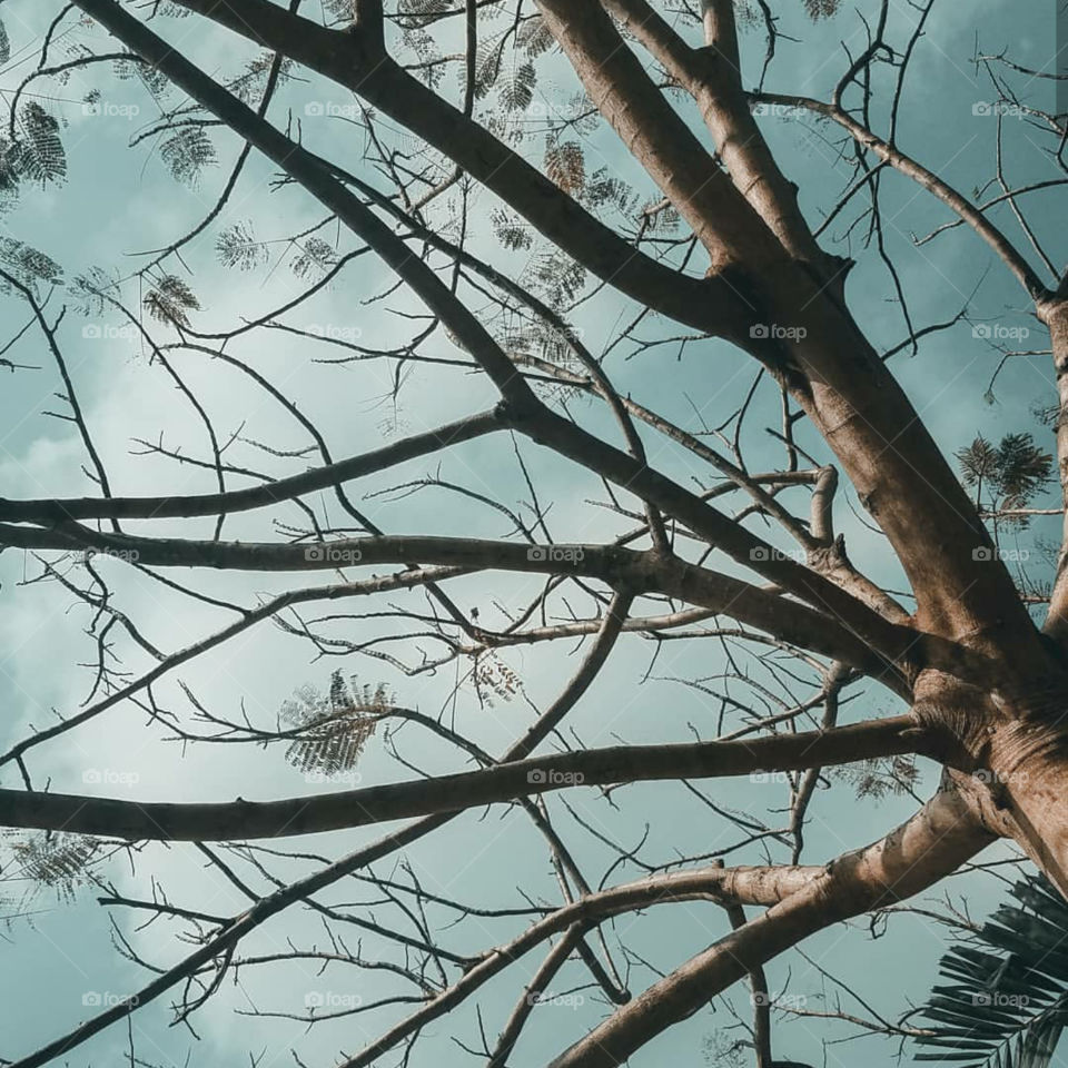 leaves will soon grow from the bareness of tree. minimal, minimalist, simplicity, art, aesthetic, white theme, instagram, artwork, tumblr, lifestyle, nature, sky, skies, palm tree, trees, landscape, clouds, skyporn, earth, nature lover, world, love