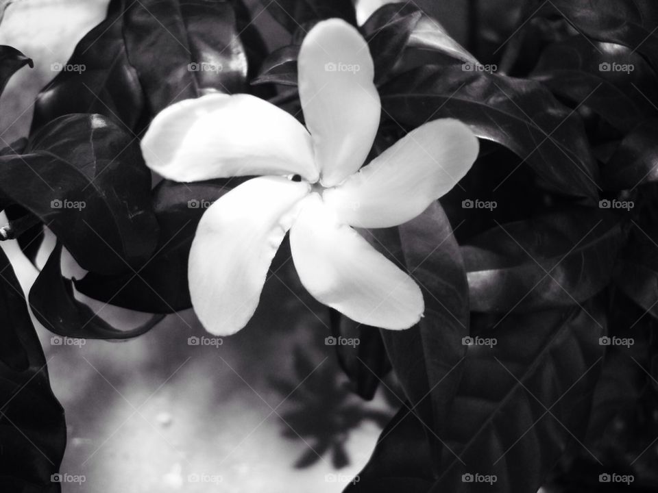 BW flower