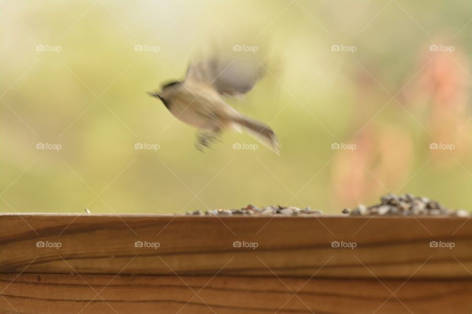 Chickadee taking off in flight