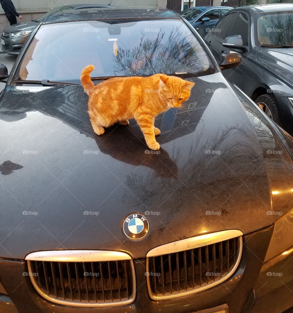 a cat walks around on top of a car