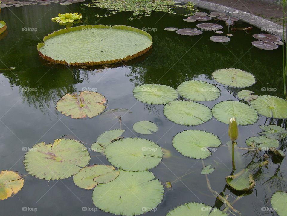 Pool, Water, Lotus, Lake, Leaf