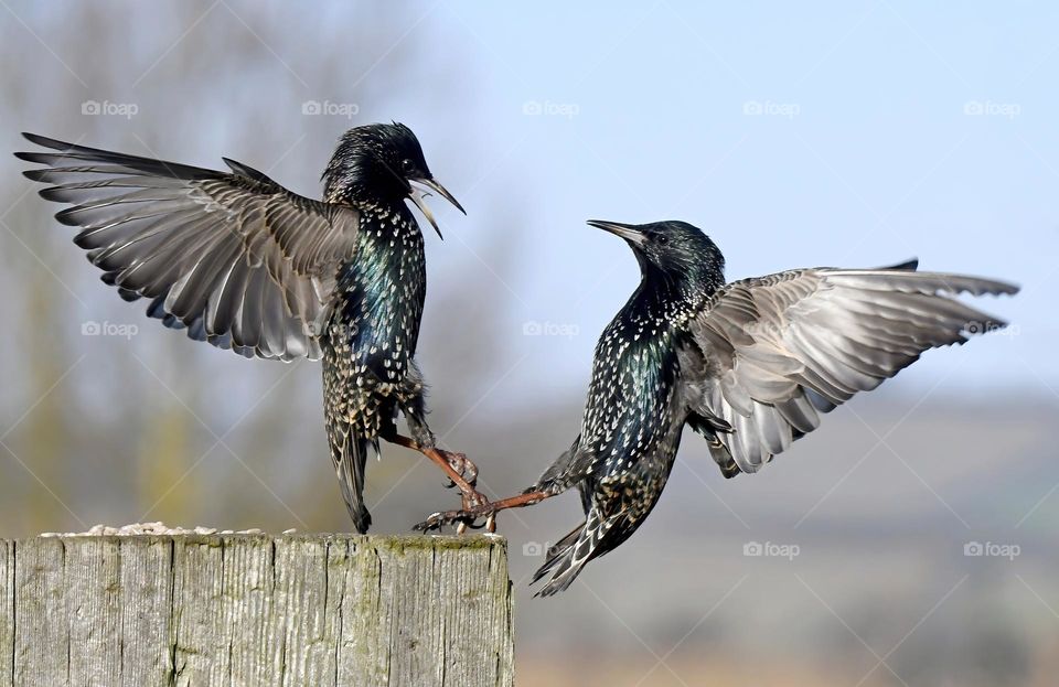 Foot-locked bickering Starlings. 😁🐦