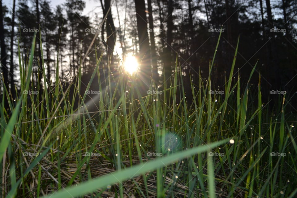 morning in the forest