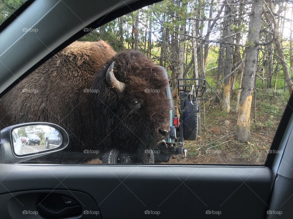 The bison would walk right by you and I got to see this all the time when I worked in Yellowstone