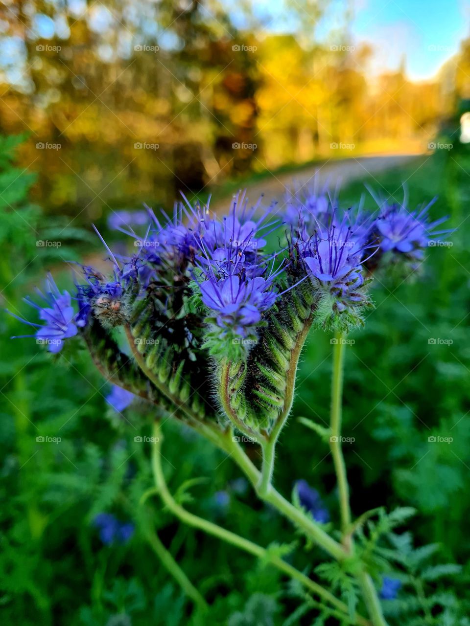 Blumen an der Wiese