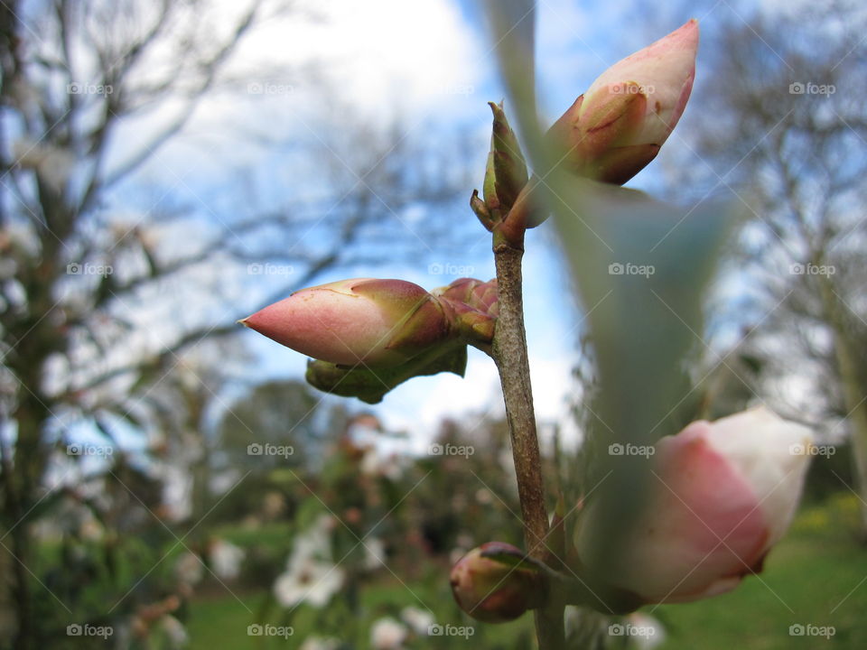 Flower, Nature, Tree, No Person, Outdoors