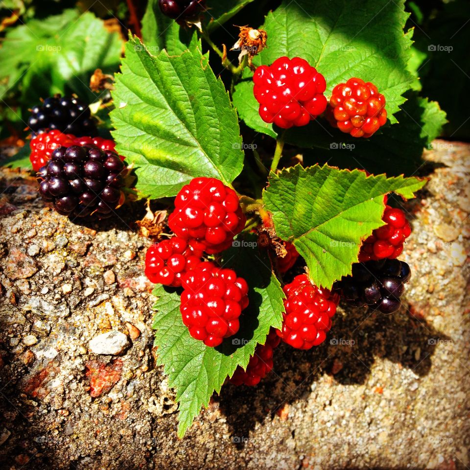 Blackberry. Blackberry Bush 