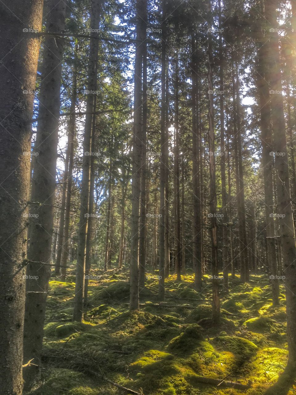 Wood, Tree, Fog, Mist, Landscape