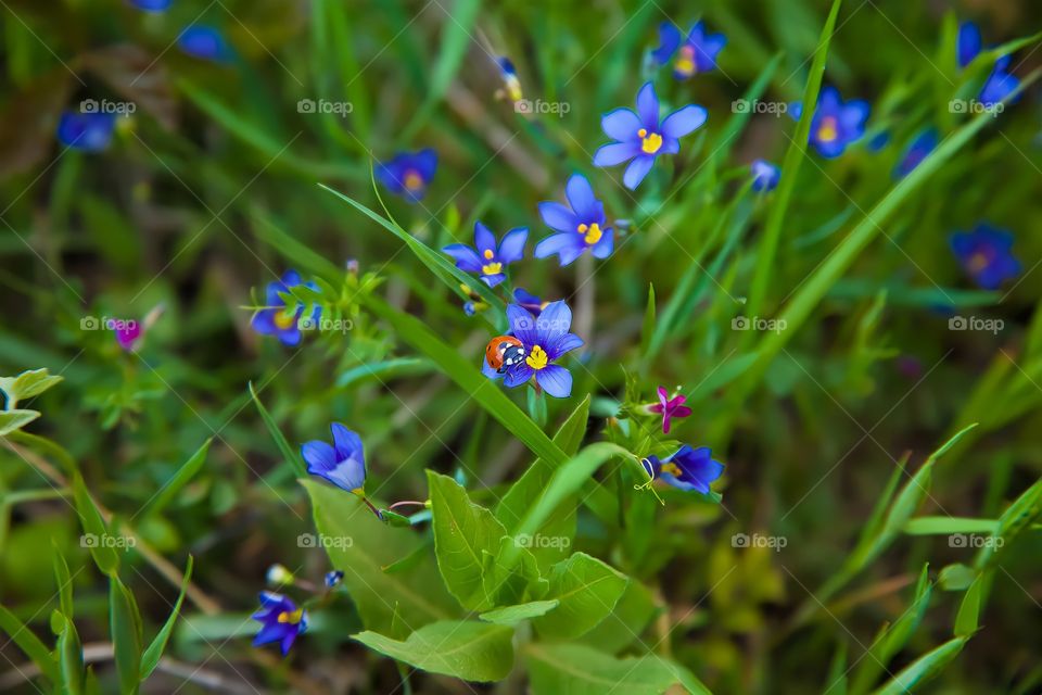 Purple flower and ladybug. 

In this photograph of a group of beautiful purple flowers on the hillside, capture a ladybug in one of the flowers and capture it instantly.