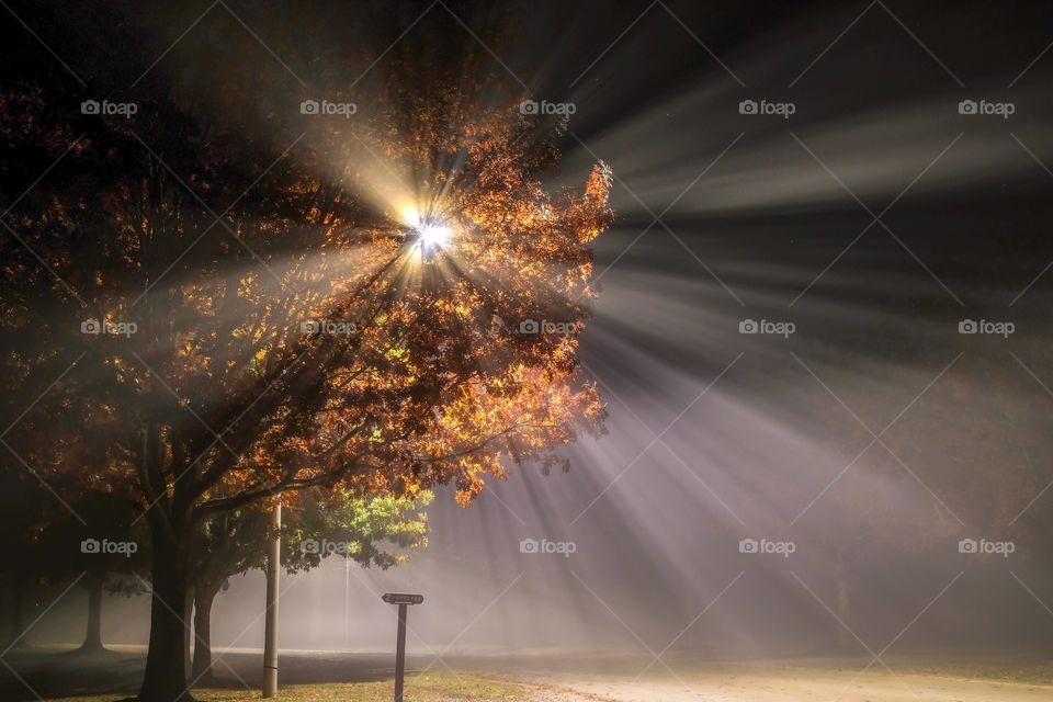 Foap, Beauty of the Night: The beams of a street lamp blast through the beautiful autumn leaves on an oak tree on a foggy night at Lake Benson Park in Garner, NC. 