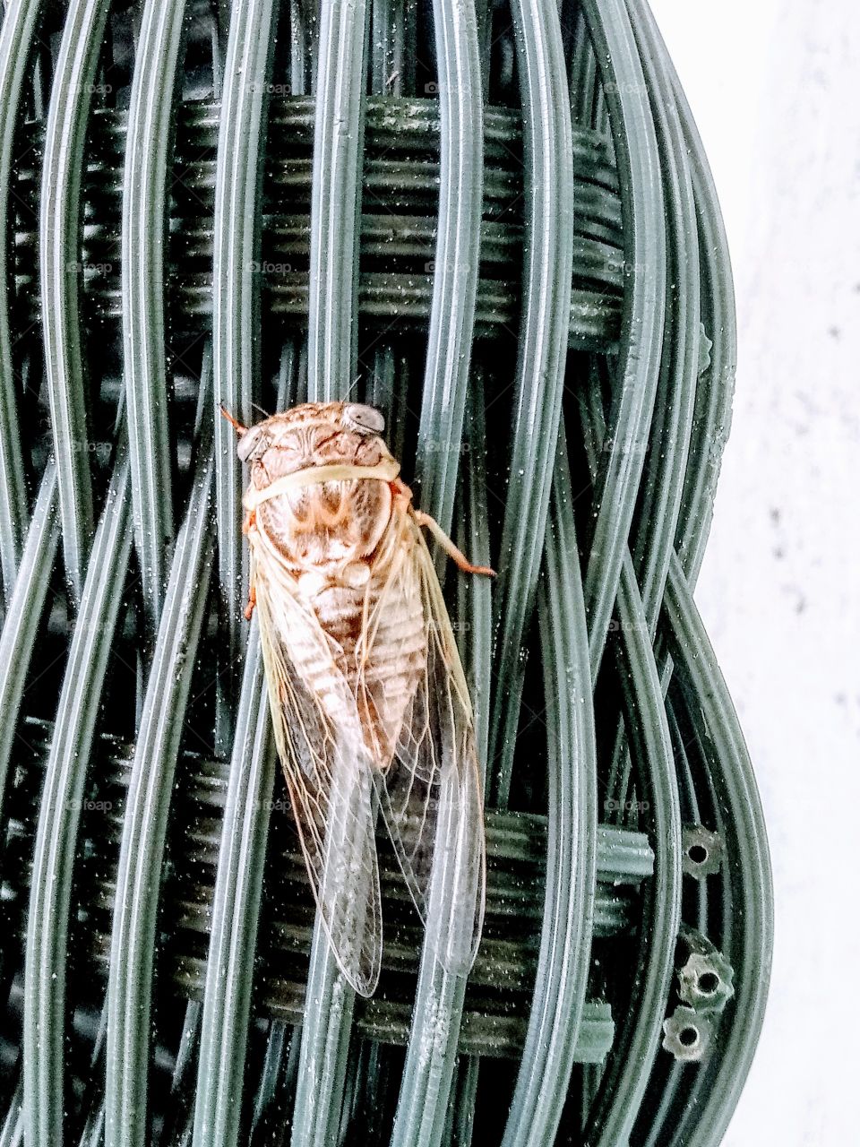cicada on wicker