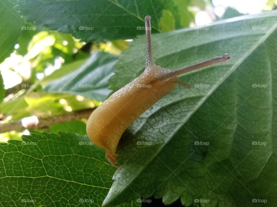 snail