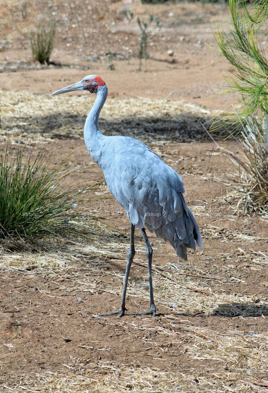 Brolga  (Australian Crane)