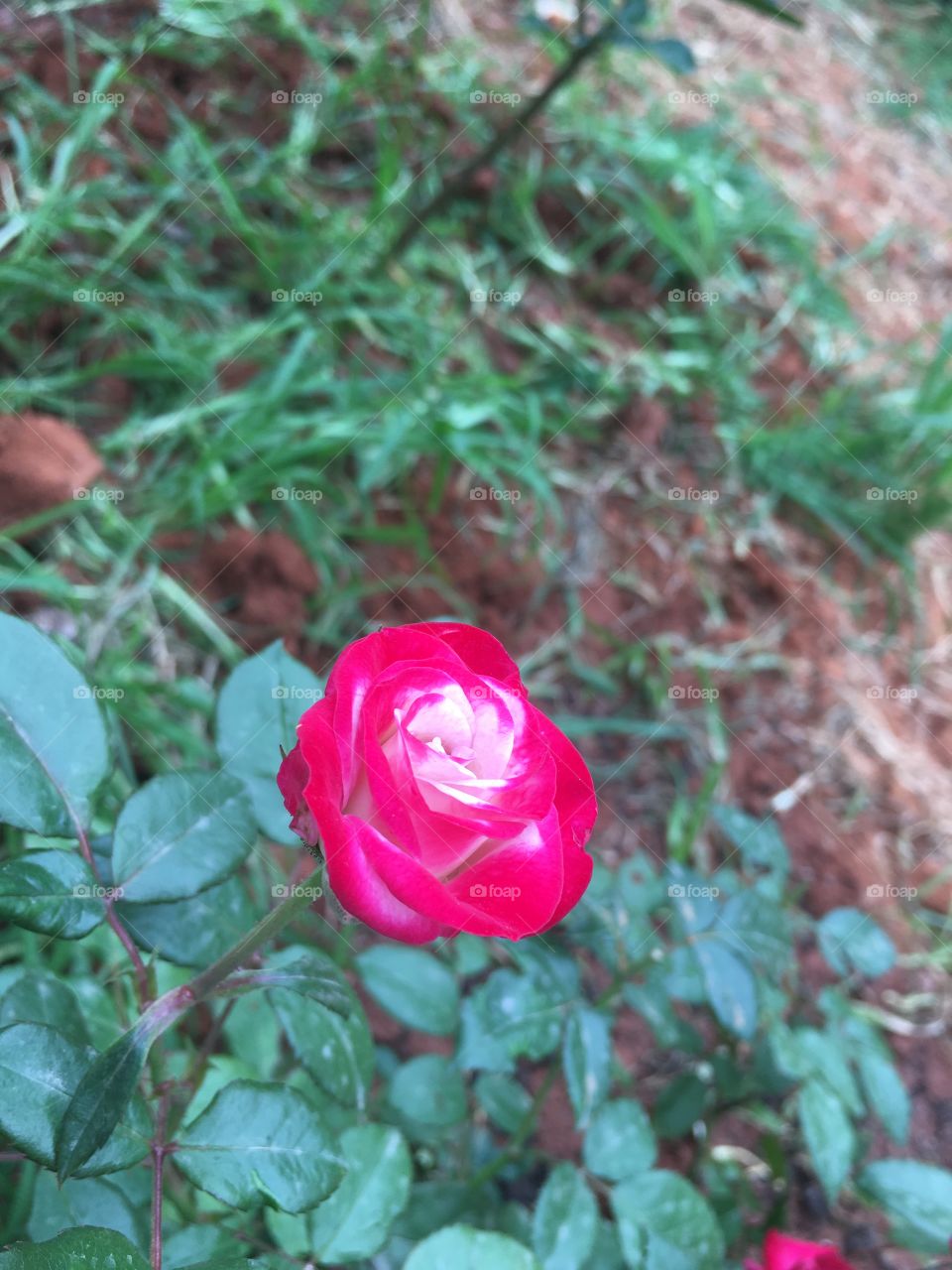 Double Colour Rose
