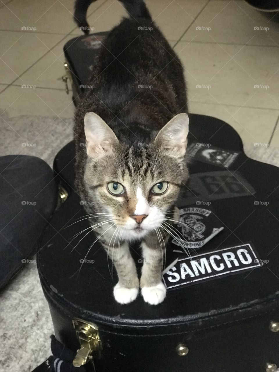 Cats of Anarchy
