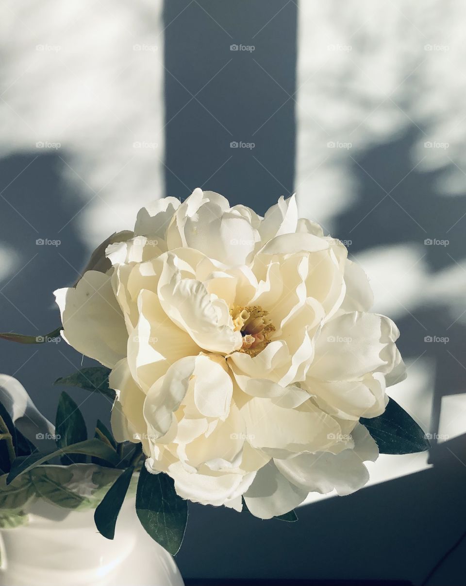 Beautiful white peony set against white wall with shadows