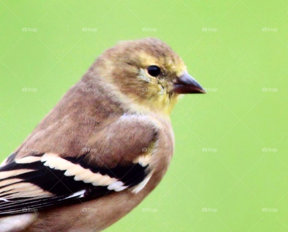 Female American Goldfinch 