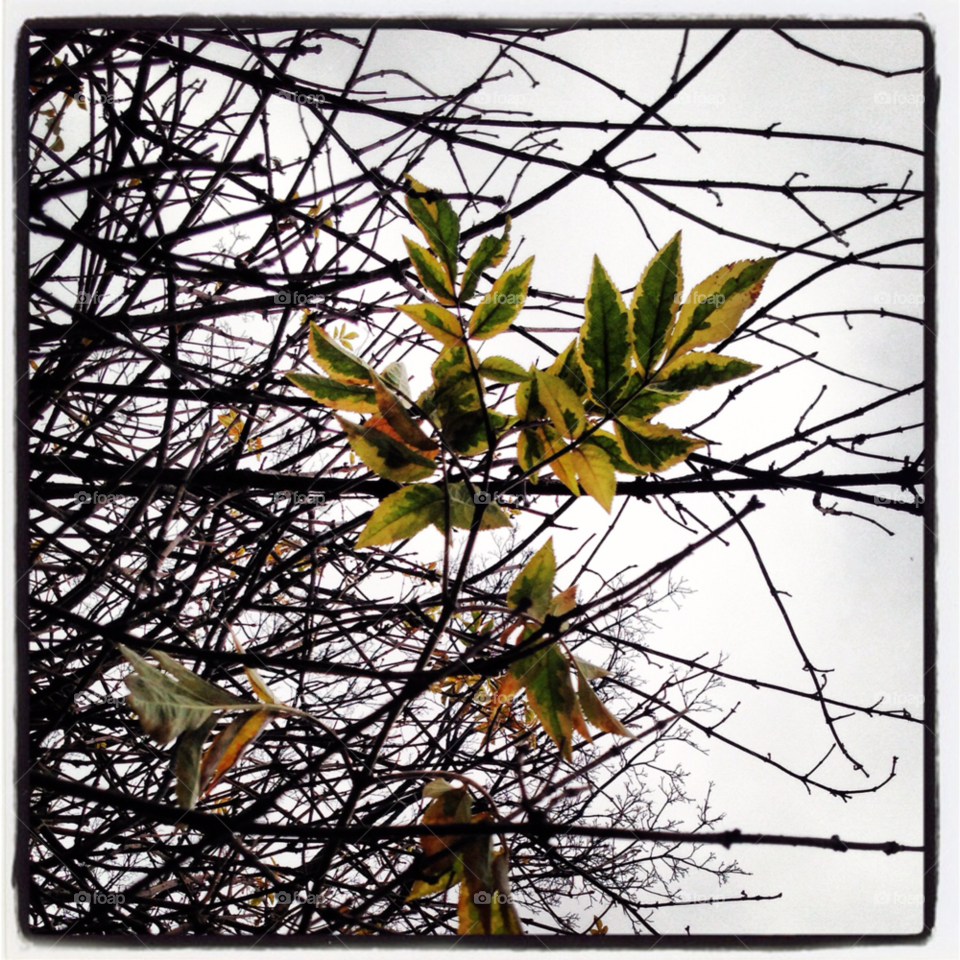 winter green spring nature by byg