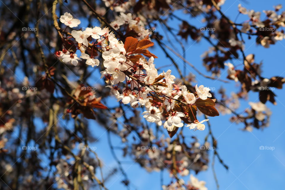 Cherry blossoms