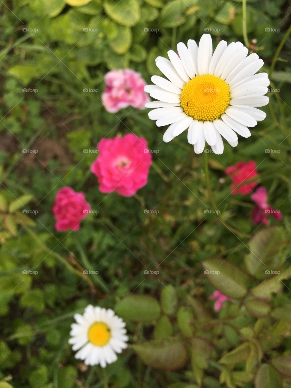 Daisies and roses 