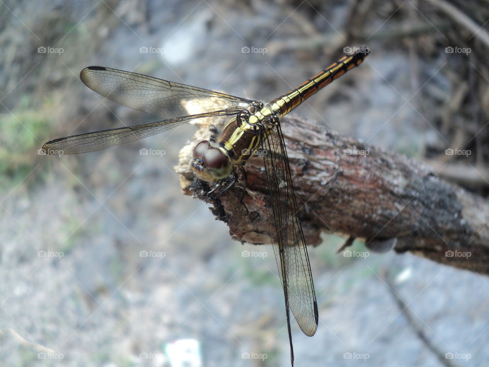 dragonflies on dry wood