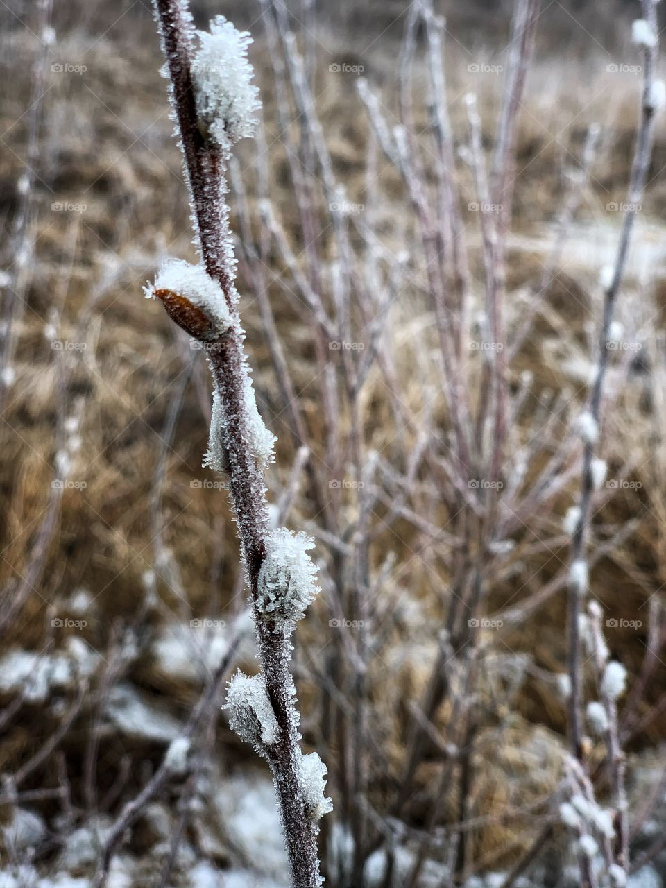 willow branch in the snow