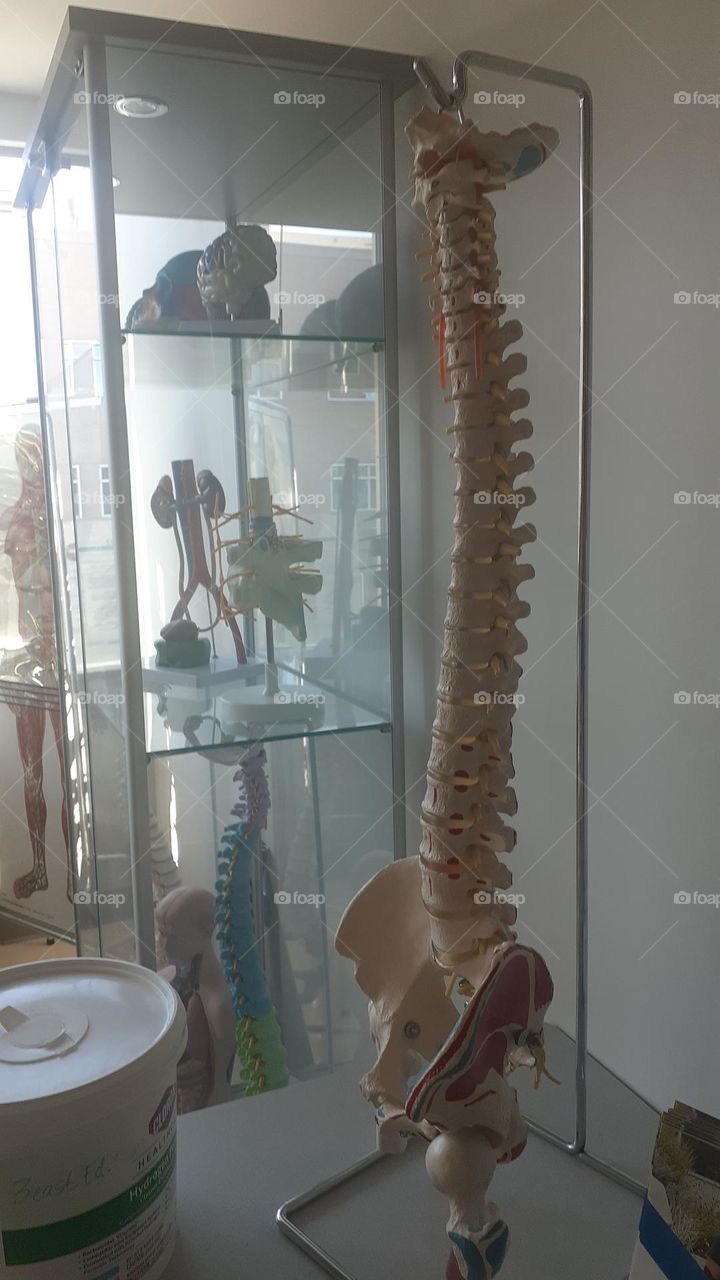 Spine Model