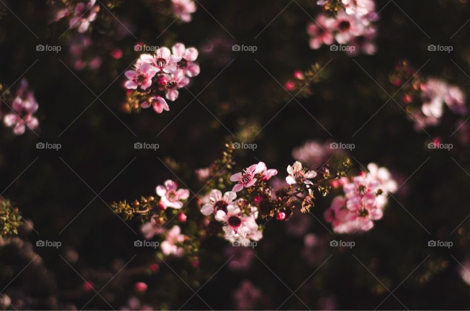 Just some cute pink flowers and bokeh. Works great as a desktop wallpaper.