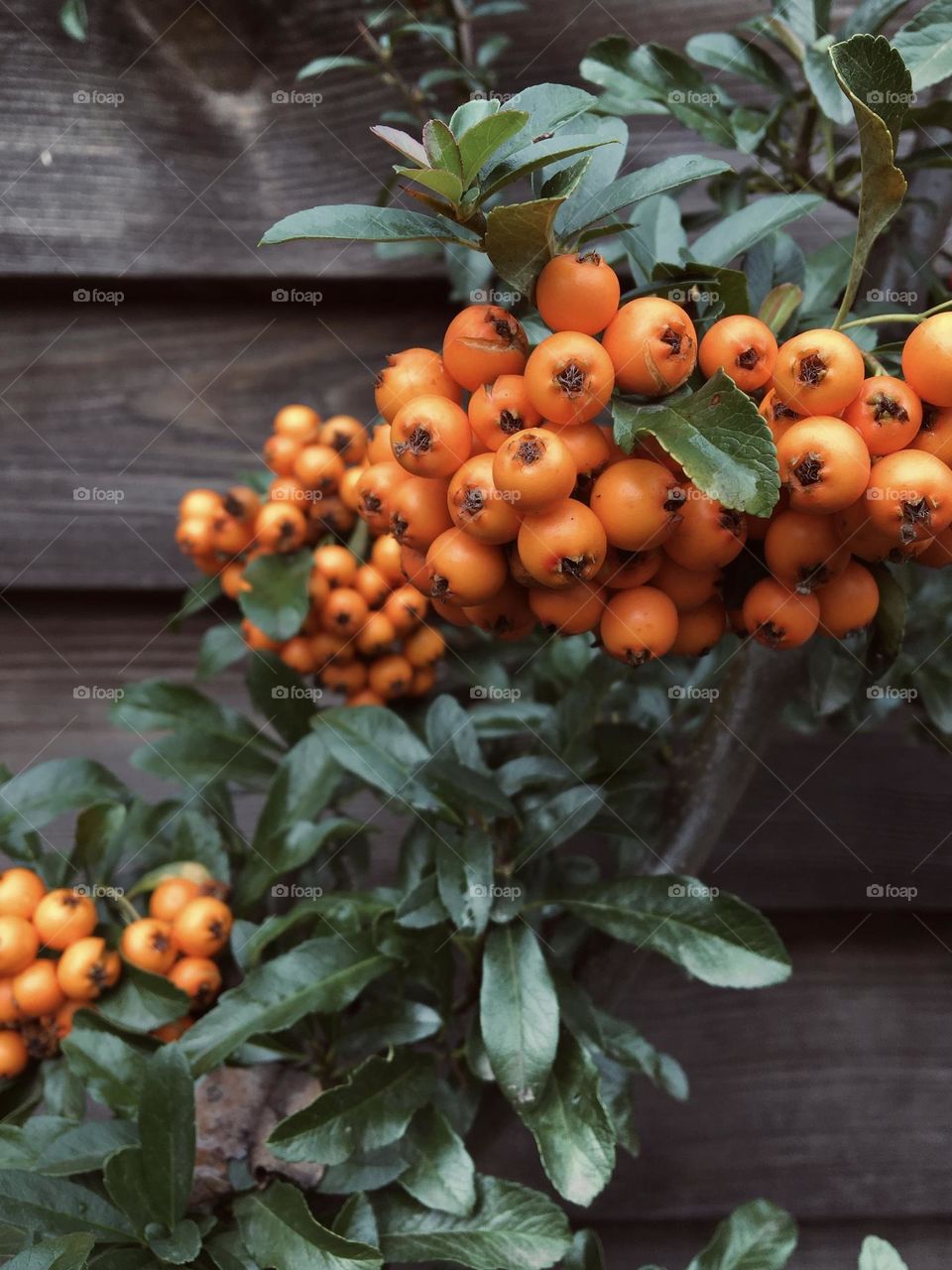 orange berries of sea buckthorn, autumn harvest