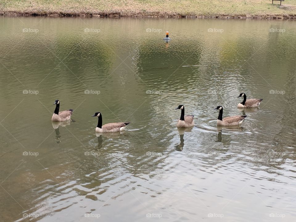 Goose, Duck, Swan, Bird, Water