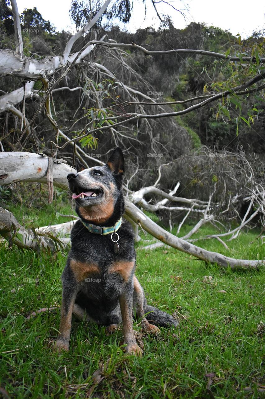 Australian Cattle Dog