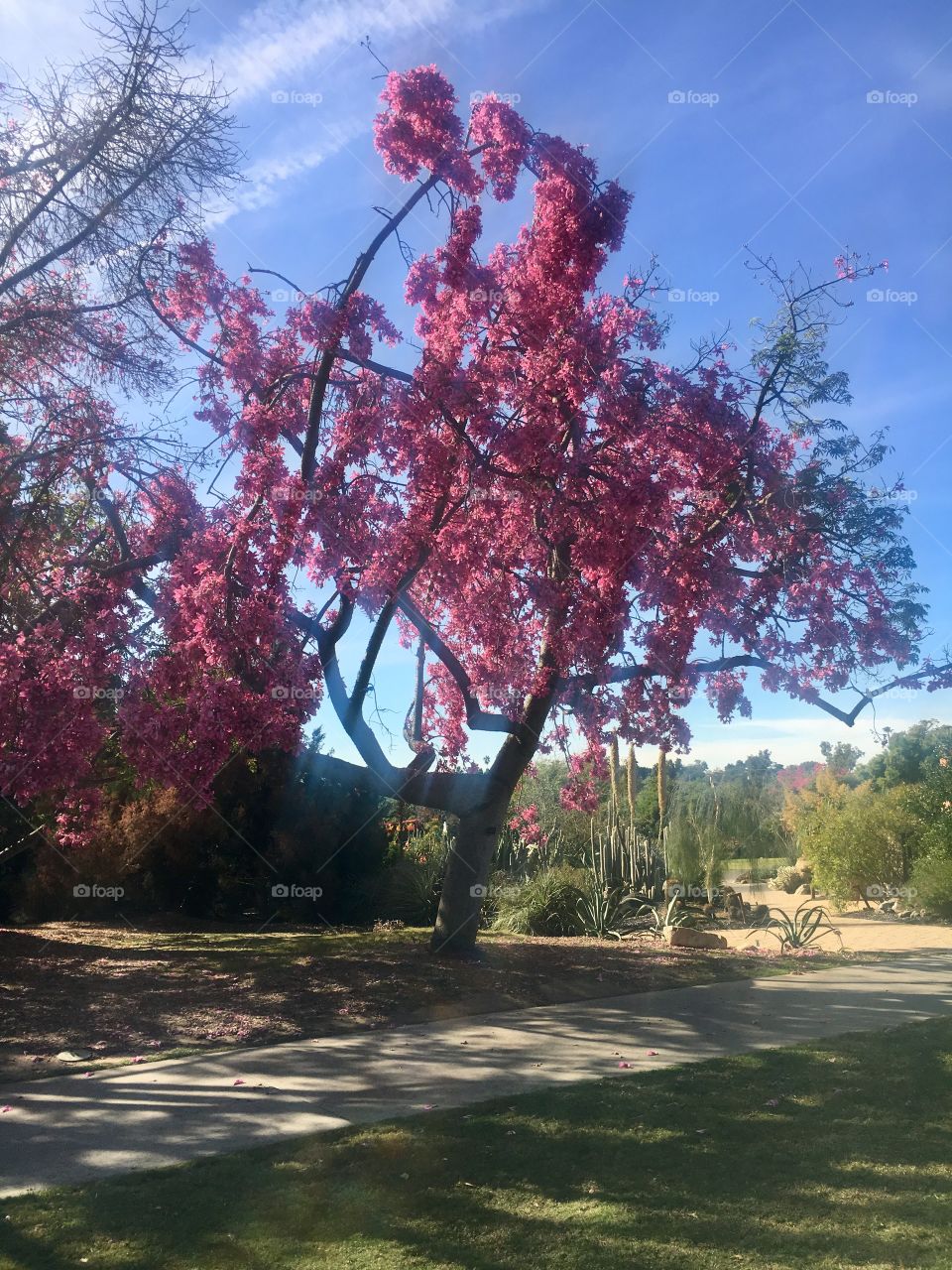 Los Angeles Arboretum and Botanical Garden