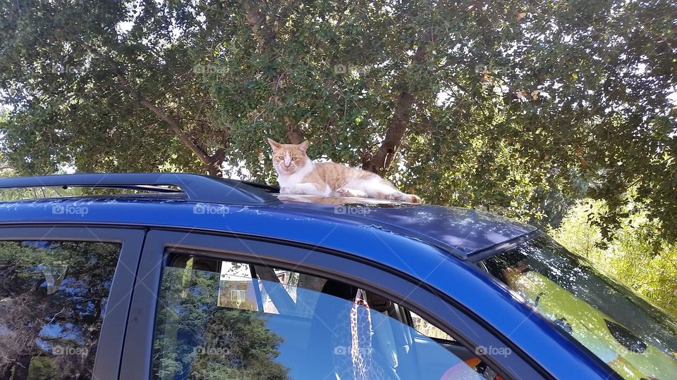 Rooftop Kitty Car