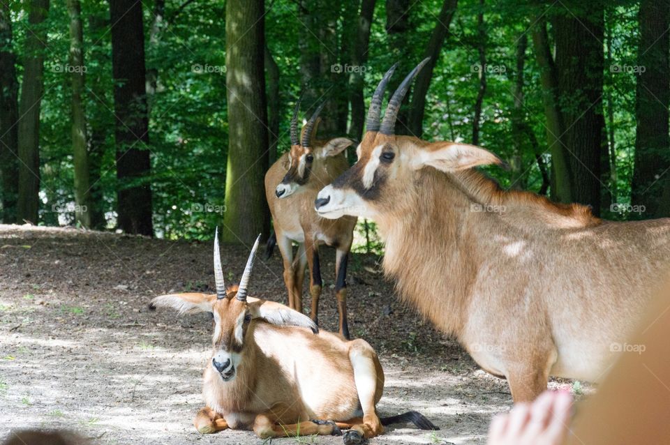 animals at zoo