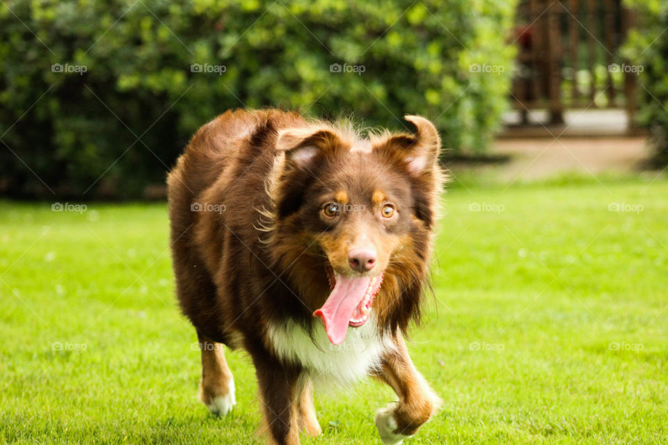 A young Australian Shepherd enjoys a day to run off leash.