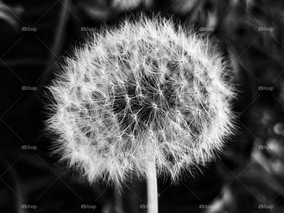 A dandelion is beautiful no matter the colors... The geometry we can see in a B&W photo is just amazing.