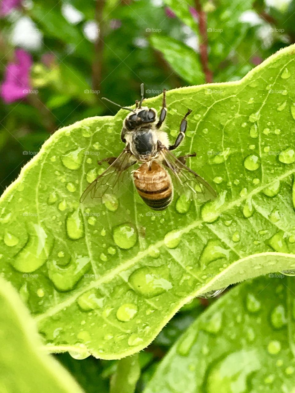 Bee After Rain